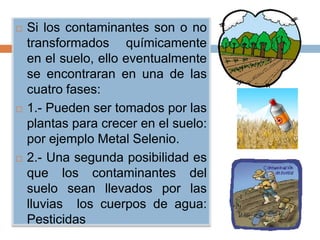    Si los contaminantes son o no
    transformados químicamente
    en el suelo, ello eventualmente
    se encontraran en una de las
    cuatro fases:
   1.- Pueden ser tomados por las
    plantas para crecer en el suelo:
    por ejemplo Metal Selenio.
   2.- Una segunda posibilidad es
    que los contaminantes del
    suelo sean llevados por las
    lluvias los cuerpos de agua:
    Pesticidas
 