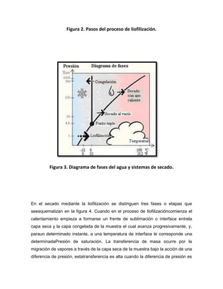 Figura 2. Pasos del proceso de liofilización.
Figura 3. Diagrama de fases del agua y sistemas de secado.
En el secado mediante la liofilización se distinguen tres fases o etapas que
seesquematizan en la figura 4. Cuando en el proceso de liofilizacióncomienza el
calentamiento empieza a formarse un frente de sublimación o interface entrela
capa seca y la capa congelada de la muestra el cual avanza progresivamente, y,
paraun determinado instante, a una temperatura de interface le corresponde una
determinadaPresión de saturación. La transferencia de masa ocurre por la
migración de vapores a través de la capa seca de la muestra bajo la acción de una
diferencia de presión, estatransferencia es alta cuando la diferencia de presión es
 