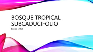 BOSQUE TROPICAL
SUBCADUCIFOLIO
Equipo LIRIOS
 