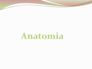 Anatomia