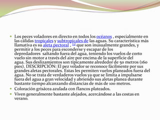 Los peces voladores en directo en todos los océanos , especialmente en las cálidas tropicales y subtropicales de las aguas. Su característica más llamativa es su aleta pectoral , [3] que son inusualmente grandes, y permitir a los peces para esconderse y escapar de los depredadores  saltando fuera del agua, teniendo los vuelos de corto vuelo sin motor a través del aire por encima de la superficie del agua. Sus deslizamientos son típicamente alrededor de 50 metros (160 pies). DESCRIPCIÓN: El pez volador se reconoce fácilmente por sus grandes aletas pectorales. Estas les permiten vuelos planeados fuera del agua. No se trata de verdaderos vuelos ya que se limita a impulsarse fuera del agua a gran velocidad y abriendo sus aletas planea durante bastante tiempo alcanzando distancias de más de 100 metros.Coloración grisácea azulada con flancos plateados.Viven generalmente bastante alejados, acercándose a las costas en verano.
