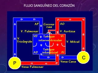 FLUJO SANGUÍNEO DEL CORAZÓN
 