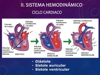 CICLO CARDIACO
• Diástole
• Sístole auricular
• Sístole ventricular
 