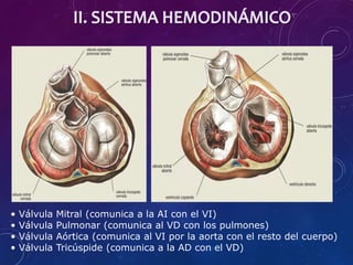 SISTEMA VALVULAR
• Válvula Mitral (comunica a la AI con el VI)
• Válvula Pulmonar (comunica al VD con los pulmones)
• Válvula Aórtica (comunica al VI por la aorta con el resto del cuerpo)
• Válvula Tricúspide (comunica a la AD con el VD)
 