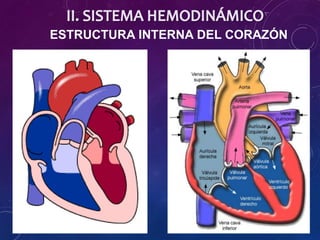 ESTRUCTURA INTERNA DEL CORAZÓN
 