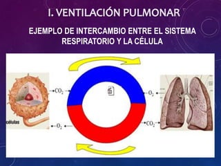EJEMPLO DE INTERCAMBIO ENTRE EL SISTEMA
RESPIRATORIO Y LA CÉLULA
 