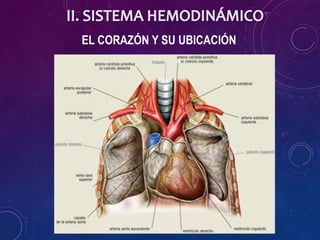 EL CORAZÓN Y SU UBICACIÓN
 