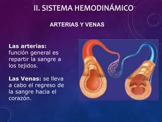 ARTERIAS Y VENAS
Las arterias:
función general es
repartir la sangre a
los tejidos.
Las Venas: se lleva
a cabo el regreso de
la sangre hacia el
corazón.
 
