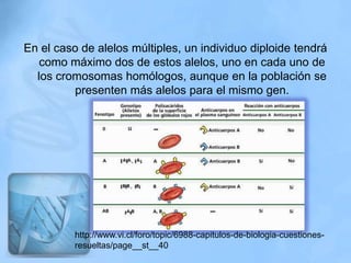 En el caso de alelos múltiples, un individuo diploide tendrá
   como máximo dos de estos alelos, uno en cada uno de
  los cromosomas homólogos, aunque en la población se
         presenten más alelos para el mismo gen.




          http://www.vi.cl/foro/topic/6988-capitulos-de-biologia-cuestiones-
          resueltas/page__st__40
 