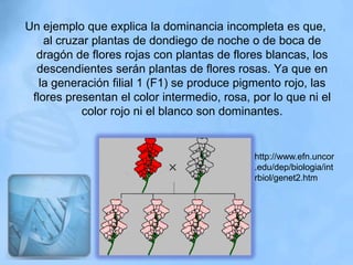 Un ejemplo que explica la dominancia incompleta es que,
    al cruzar plantas de dondiego de noche o de boca de
  dragón de flores rojas con plantas de flores blancas, los
  descendientes serán plantas de flores rosas. Ya que en
   la generación filial 1 (F1) se produce pigmento rojo, las
 flores presentan el color intermedio, rosa, por lo que ni el
            color rojo ni el blanco son dominantes.


                                             http://www.efn.uncor
                                             .edu/dep/biologia/int
                                             rbiol/genet2.htm
 