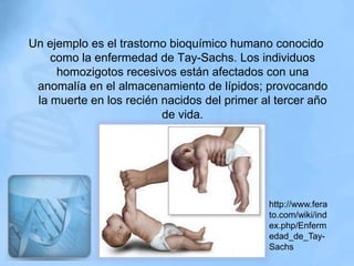 Un ejemplo es el trastorno bioquímico humano conocido
    como la enfermedad de Tay-Sachs. Los individuos
     homozigotos recesivos están afectados con una
 anomalía en el almacenamiento de lípidos; provocando
 la muerte en los recién nacidos del primer al tercer año
                         de vida.




                                             http://www.fera
                                             to.com/wiki/ind
                                             ex.php/Enferm
                                             edad_de_Tay-
                                             Sachs
 