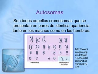 Autosomas
 Son todos aquellos cromosomas que se
 presentan en pares de idéntica apariencia
tanto en los machos como en las hembras.



                                 http://www.i
                                 nfogen.org.
                                 mx/Infogen
                                 1/servlet/Ct
                                 rlImpArt?cl
                                 varticulo=9
                                 471
 