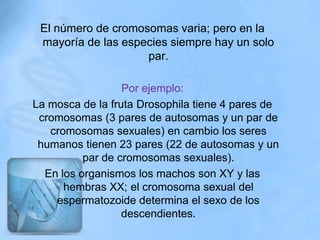 El número de cromosomas varia; pero en la
 mayoría de las especies siempre hay un solo
                    par.

                  Por ejemplo:
La mosca de la fruta Drosophila tiene 4 pares de
 cromosomas (3 pares de autosomas y un par de
   cromosomas sexuales) en cambio los seres
 humanos tienen 23 pares (22 de autosomas y un
          par de cromosomas sexuales).
  En los organismos los machos son XY y las
      hembras XX; el cromosoma sexual del
    espermatozoide determina el sexo de los
                  descendientes.
 