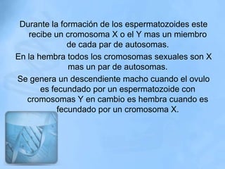 Durante la formación de los espermatozoides este
   recibe un cromosoma X o el Y mas un miembro
               de cada par de autosomas.
En la hembra todos los cromosomas sexuales son X
               mas un par de autosomas.
Se genera un descendiente macho cuando el ovulo
       es fecundado por un espermatozoide con
   cromosomas Y en cambio es hembra cuando es
            fecundado por un cromosoma X.
 