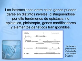 Las interacciones entre estos genes pueden
 darse en distintos niveles, distinguiéndose
    por ello fenómenos de epistasis, no
epistatica, pleiotropía, genes modificadores
   y elementos genéticos transponibles.




                                    http://www.u
                                    gr.es/~eiane
                                    z/Microbiolo
                                    gia/07citopla
                                    sma.htm
 