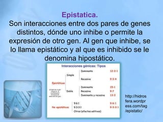 Epistatica.
Son interacciones entre dos pares de genes
  distintos, dónde uno inhibe o permite la
expresión de otro gen. Al gen que inhibe, se
lo llama epistático y al que es inhibido se le
            denomina hipostático.




                                     http://hidros
                                     fera.wordpr
                                     ess.com/tag
                                     /epistatic/
 