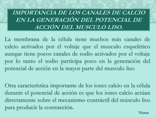 Contracción y excitación del musculo liso PPTX