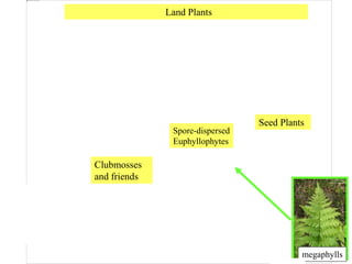 Land Plants
Clubmosses
and friends
Spore-dispersed
Euphyllophytes
Seed Plants
megaphylls
 