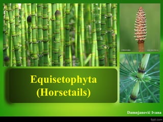 Equisetophyta
(Horsetails)
Damnjanović Ivana
 