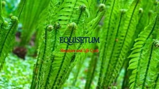 EQUISETUM
Structure and Life Cycle
 