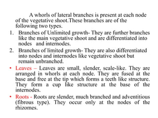 A whorls of lateral branches is present at each node
of the vegetative shoot.These branches are of the
following two types.
1. Branches of Unlimited growth- They are further branches
like the main vegetative shoot and are differentiated into
nodes and internodes.
2. Branches of limited growth- They are also differentiated
into nodes and internodes like vegetative shoot but
remain unbranched.
• Leaves – Leaves are small, slender, scale-like. They are
arranged in whorls at each node. They are fused at the
base and free at the tip which forms a teeth like structure.
They form a cup like structure at the base of the
internodes.
• Roots - Roots are slender, much branched and adventitious
(fibrous type). They occur only at the nodes of the
rhizomes.
 