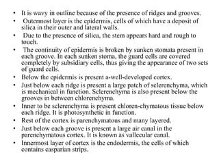 • It is wavy in outline because of the presence of ridges and grooves.
• Outermost layer is the epidermis, cells of which have a deposit of
silica in their outer and lateral walls.
• Due to the presence of silica, the stem appears hard and rough to
touch.
• The continuity of epidermis is broken by sunken stomata present in
each groove. In each sunken stoma, the guard cells are covered
completely by subsidiary cells, thus giving the appearance of two sets
of guard cells.
• Below the epidermis is present a-well-developed cortex.
• Just below each ridge is present a large patch of sclerenchyma, which
is mechanical in function. Sclerenchyma is also present below the
grooves in between chlorenchyma.
• Inner to be sclerenchyma is present chloren-chymatous tissue below
each ridge. It is photosynthetic in function.
• Rest of the cortex is parenchymatous and many layered.
• Just below each groove is present a large air canal in the
parenchymatous cortex. It is known as vallecular canal.
• Innermost layer of cortex is the endodermis, the cells of which
contains casparian strips.
 