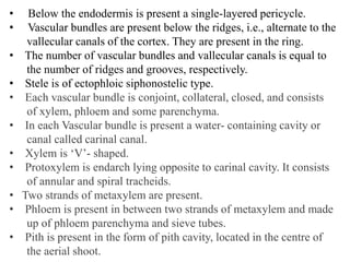 • Below the endodermis is present a single-layered pericycle.
• Vascular bundles are present below the ridges, i.e., alternate to the
vallecular canals of the cortex. They are present in the ring.
• The number of vascular bundles and vallecular canals is equal to
the number of ridges and grooves, respectively.
• Stele is of ectophloic siphonostelic type.
• Each vascular bundle is conjoint, collateral, closed, and consists
of xylem, phloem and some parenchyma.
• In each Vascular bundle is present a water- containing cavity or
canal called carinal canal.
• Xylem is ‘V’- shaped.
• Protoxylem is endarch lying opposite to carinal cavity. It consists
of annular and spiral tracheids.
• Two strands of metaxylem are present.
• Phloem is present in between two strands of metaxylem and made
up of phloem parenchyma and sieve tubes.
• Pith is present in the form of pith cavity, located in the centre of
the aerial shoot.
 