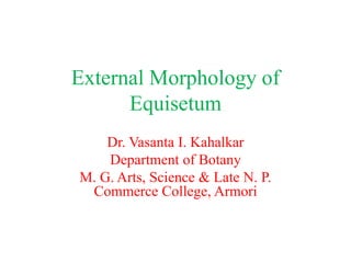 External Morphology of
Equisetum
Dr. Vasanta I. Kahalkar
Department of Botany
M. G. Arts, Science & Late N. P.
Commerce College, Armori
 