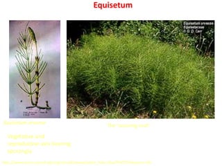 http://www.ansci.cornell.edu/cgi-bin/db2www/plant_indiv.d2w/PHOTO?keynum=36
Equisetum arvense
Equisetum
Vegetative and
reproductive axis bearing
sporangia
The ‘scouring rush’
 