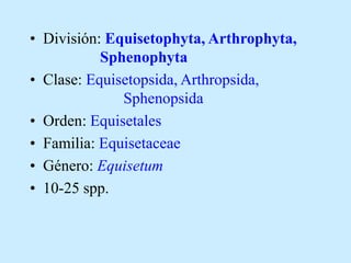 • División: Equisetophyta, Arthrophyta,
Sphenophyta
• Clase: Equisetopsida, Arthropsida,
Sphenopsida
• Orden: Equisetales
• Familia: Equisetaceae
• Género: Equisetum
• 10-25 spp.
 