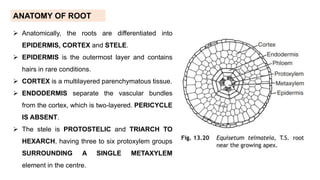 Triarch Root Equisetum.pdf. note with structure, morphology | PDF