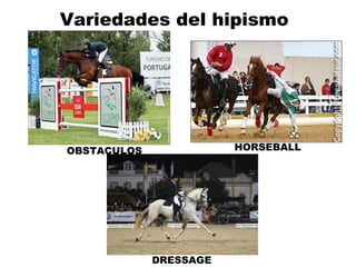 Variedades del hipismo 
OBSTACULOS HORSEBALL 
DRESSAGE 
 