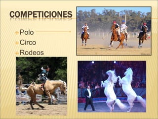 COMPETICIONES 
Polo 
Circo 
Rodeos 
 