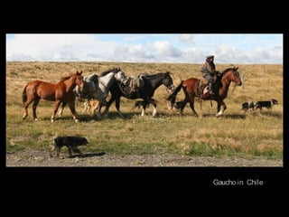 Gaucho in Chile
 