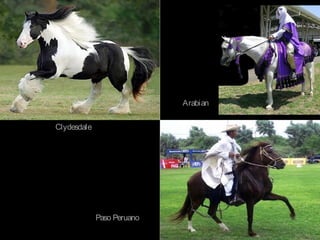Arabian


Clydesdale




             Paso Peruano
 
