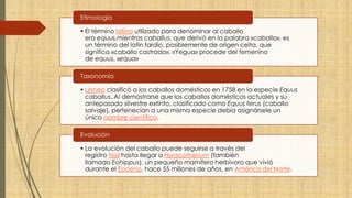 • El término latino utilizado para denominar al caballo
era equus,mientras caballus, que derivó en la palabra «caballo», es
un término del latín tardío, posiblemente de origen celta, que
significa «caballo castrado». «Yegua» procede del femenino
de equus, «equa»
Etimología
• Linneo clasificó a los caballos domésticos en 1758 en la especie Equus
caballus. Al demostrarse que los caballos domésticos actuales y su
antepasado silvestre extinto, clasificado como Equus ferus (caballo
salvaje), pertenecían a una misma especie debía asignársele un
único nombre científico.
Taxonomía
• La evolución del caballo puede seguirse a través del
registro fósil hasta llegar a Hyracotherium (también
llamado Eohippus), un pequeño mamífero herbívoro que vivió
durante el Eoceno, hace 55 millones de años, en América del Norte.
Evolución
 