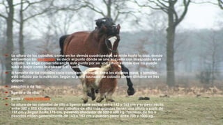  La altura de los caballos, como en los demás cuadrúpedos, se mide hasta la cruz, donde
encuentran las escápulas, es decir el punto donde se une el cuello con la espalda en el
caballo. Se elige como referencia este punto por ser una altura estable que no puede
subir o bajar como la cabeza o el cuello.
 El tamaño de los caballos varía considerablemente entre las distintas razas, y también
está influido por la nutrición. Según su porte las razas de caballo suelen dividirse en tres
grupos:
 pesados o de tiro;
 ligeros o de silla;
 ponis y razas miniatura.
 La altura de los caballos de silla o ligeros suele oscilar entre 142 y 163 cm y su peso oscila
entre 380 y 550 kilogramos. Los caballos de silla más grandes tienen una altura a partir de
157 cm y llegan hasta 173 cm, pesando alrededor de 500 a 600 kg.14as razas de tiro o
pesadas miden generalmente de 163 a 183 cm y pueden pesar entre 700 y 1000 kg.
 