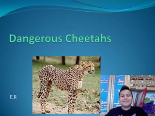 Dangerous Cheetahs E.R 