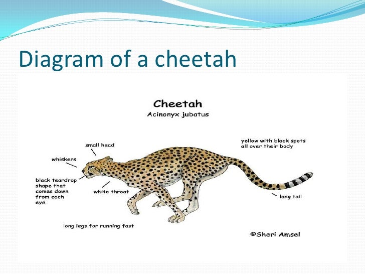 Cheetahs