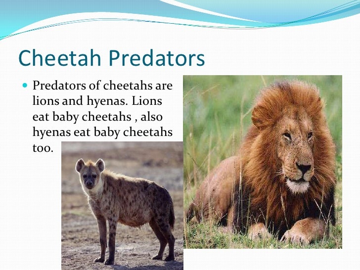 Cheetahs