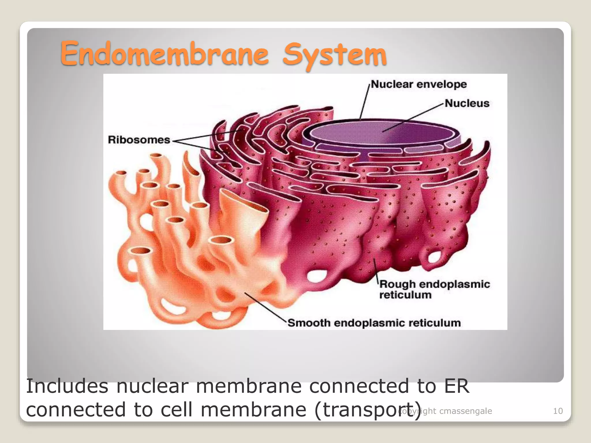 Endosplamic Reticulum ENDOPLASMIC RETICULUM | PPT