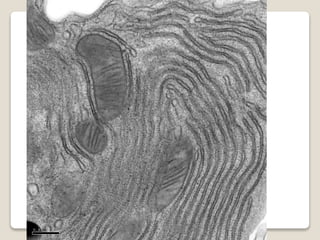 Endoplasmic Reticulum Radiograph ENDOPLASMIC RETICULUM | PPTX