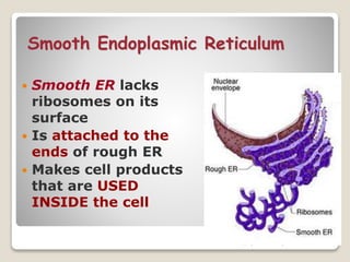 ENDOPLASMIC RETICULUM | PPTX
