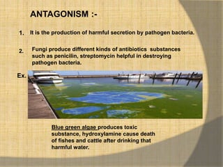 ANTAGONISM :-
1. It is the production of harmful secretion by pathogen bacteria.
2. Fungi produce different kinds of antibiotics substances
such as penicilin, streptomycin helpful in destroying
pathogen bacteria.
Ex.
Blue green algae produces toxic
substance, hydroxylamine cause death
of fishes and cattle after drinking that
harmful water.
 