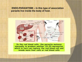 ENDO-PARASITISM :- In this type of association
parasite live inside the body of host.
 