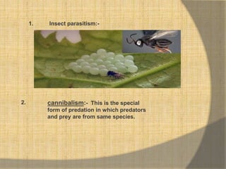 Insect parasitism:-
cannibalism:- This is the special
form of predation in which predators
and prey are from same species.
2.
1.
 