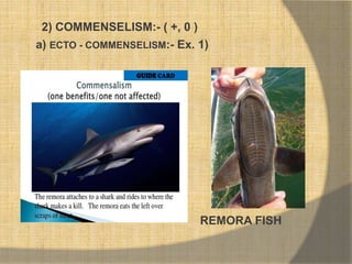 2) COMMENSELISM:- ( +, 0 )
a) ECTO - COMMENSELISM:- Ex. 1)
REMORA FISH
 