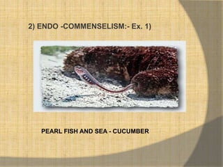2) ENDO -COMMENSELISM:- Ex. 1)
PEARL FISH AND SEA - CUCUMBER
 