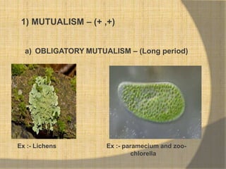 a) OBLIGATORY MUTUALISM – (Long period)
Ex :- Lichens Ex :- paramecium and zoo-
chlorella
1) MUTUALISM – (+ ,+)
 