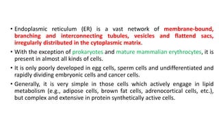 • Endoplasmic reticulum (ER) is a vast network of membrane-bound,
branching and interconnecting tubules, vesicles and flattend sacs,
irregularly distributed in the cytoplasmic matrix.
• With the exception of prokaryotes and mature mammalian erythrocytes, it is
present in almost all kinds of cells.
• It is only poorly developed in egg cells, sperm cells and undifferentiated and
rapidly dividing embryonic cells and cancer cells.
• Generally, it is very simple in those cells which actively engage in lipid
metabolism (e.g., adipose cells, brown fat cells, adrenocortical cells, etc.),
but complex and extensive in protein synthetically active cells.
 